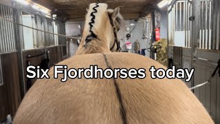 How to cut a horse mane like a pro fjordhorse trim mane funfactsaboutanimals 14 oddlysatisfying [upl. by Ned]