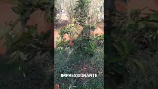 Impressionante roça vidanaroça rotinadeumamulherdocampo farturanaroça plantas diaadiadamul [upl. by Vasily]