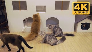 4K Cat Cafe Video  Cat Screensavers Download [upl. by Drona]