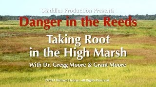 Taking Root in the High Marsh with Dr Moore Danger in the Reeds [upl. by Ferdinande]