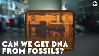 Can We Get DNA From Fossils [upl. by Margery53]