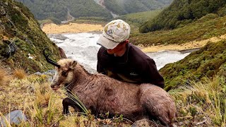 Tahr and Chamois Hunting New Zealand [upl. by Yesteb]