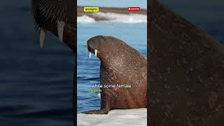 😲 Walrus Wonders ❄️ Who Do Walrus Live in the Arctic 🐾 shots arctic [upl. by Yrebmik]