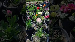 beautiful ranunculus flower  gardening  winter plants  gardening [upl. by Engen]