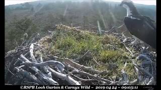 Osprey on nest  ©RSPB Loch Garten amp Carnyx Wild [upl. by Erlandson912]