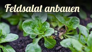 Feldsalat im Frühbeet anbauen 🍃 Salat für den Winter pflanzen [upl. by Hapte]