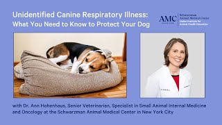 Unidentified Canine Respiratory Illness What You Need to Know to Protect Your Dog [upl. by Wehner]