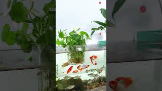 There is a fishy smell in the fish tank videosharing youtubesecrets videoedits youtubeblogger [upl. by Eneleahcim]