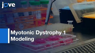 Myotonic Dystrophy 1 Modeling in C2C12 Myoblast Cells  Protocol Preview [upl. by Yleek]