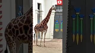 Giraffes Feeding in ANTWERP ZOO Shorts [upl. by Yenduhc630]