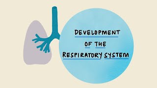 Development of the Respiratory System  Stages of Lung Development  Embryology [upl. by Schwartz]