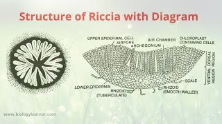 Structure and Distribution of Riccia  External and Internal Structure of Riccia Thallus [upl. by Epul802]