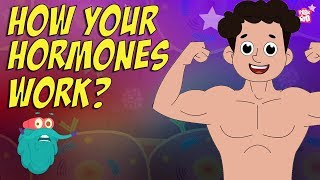 How Your Hormones Work  HORMONES  Endocrine System  Dr Binocs Show  Peekaboo Kidz [upl. by Blayne]