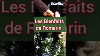 Les bienfaits de romarin plantes médicinales pour cheveux memoire romarin nutrition plantes ytb [upl. by Boyden112]