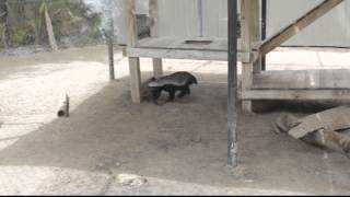 1 Honey Badger  Ratel  Mellivora capensis [upl. by Yasnil]