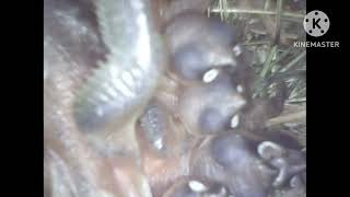 baby birds scalybreasted munia bird food eating [upl. by Nyladam]