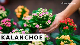 Kalanchoe descripción y cuidados  Jardinatis [upl. by Osman]