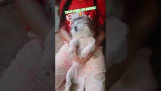 TOASTY THE SHIH TZU RELAXING 🥰 dog 2024 funnyvideo funny shortvideo doglover puppy [upl. by Nefets]