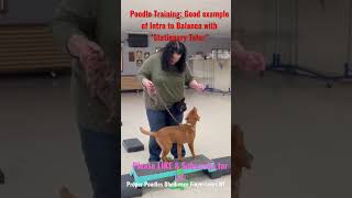 Puppy Training Good example of Intro to Balance with A “Stationary Teter” properpoodles [upl. by Eened]