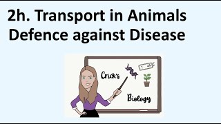 Defence Against DiseaseBiology iGCSE Edexcel Unit 2h Transport in AnimalsCricks Biology [upl. by Zanas]