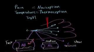 Pain and temperature  Processing the Environment  MCAT  Khan Academy [upl. by Elgna]