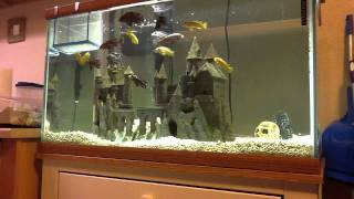 African Cichlids Feeding Time Mysis Shrimp amp Pelets [upl. by Noval878]