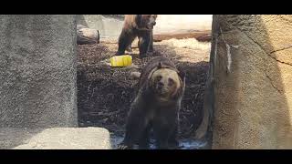 Cleveland Metroparks Zoo Grizzly Bear 🐻 [upl. by Esom]