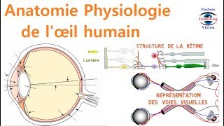 Anatomie et Physiologie de l’œil Humain Anatomy Of The Eye cours de médecine pour le débutant [upl. by Ioab836]