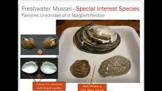 RiverWatch Macroinvertebrate Refresher Video Molluscs [upl. by Porter]