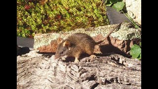 Yellowfooted Antechinus – nesting [upl. by Allyn]