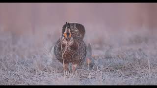 Prairie Chickens and Sharptail Grouse on the Lek [upl. by Renaxela126]