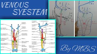 embryo CVS part 2 venous syestem development [upl. by Laing969]