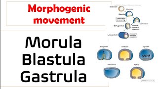 morulablastula or gastrula in hindi morphogenic movement explained [upl. by Edda818]