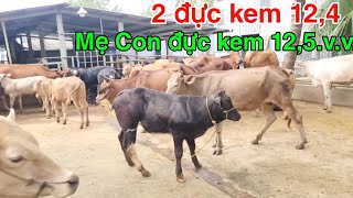 0610  Mẹ con đực BBB 185 Mẹ con cái kem 159 Trại Bò Thành Trung [upl. by Elocim227]