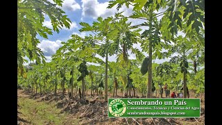 Cultivo de Lechosa o Papaya Requerimientos Climáticos y Preparación del Suelo [upl. by Aiem]