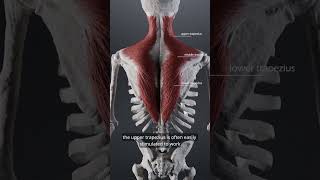 trapezius muscles [upl. by Scherle]