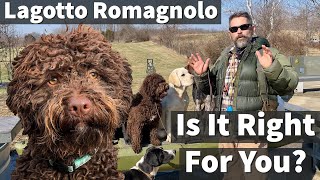 Lagotto Romagnolo  Is It Right For You [upl. by Brittani]