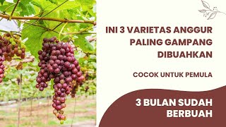 3 Varietas Anggur Ini Paling Gampang Dibuahkan Pemula Wajib Coba Pembuahan Anggur [upl. by Pravit849]