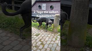 Unterwegs aber niemand hat dich gesehen Dann darfst gleiche Klamotten tragen hund lustig zitate [upl. by Aicertal]