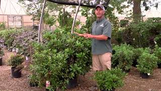 What Not to Do to Your Rhododendrons [upl. by Newbill]