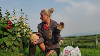 Digging Up Hollyhocks for Propagation WaY Out Here [upl. by Guglielmo]