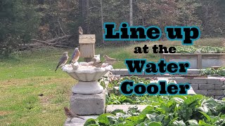 The joy of nature Mocking Bird Bluebirds Finches meet up for drinks bathing Fantastic Flash mob [upl. by Pattie473]