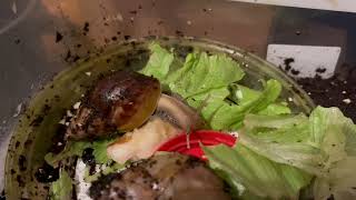 LISTEN TO THE SNAIL EATING SALAD😳LISSACHATINA FULICA ASMR😳 [upl. by Ttennaej472]