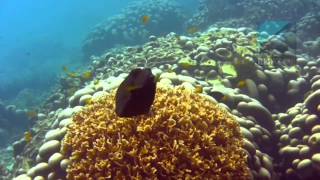 Diving Batu Malang Tioman Island Malaysia [upl. by Sug]