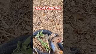 Mongoose vs Cobra Snake  Fighting for Survival  Who will win [upl. by Harilda685]