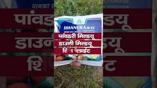 Dhanuka M45 Fungicide  Mancozeb 75  WP  m45 DhanukaAgritechLimited [upl. by Adnolohs]