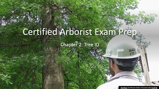 Arborist Exam Prep Chapter 2  Tree ID [upl. by Aloke97]