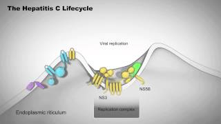 The Hepatitis C Lifecycle [upl. by Areta]