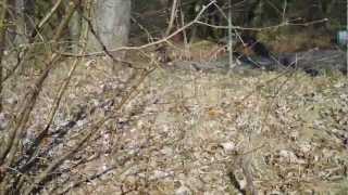 Vipera berus Adder site Herping Germany [upl. by Anedal]