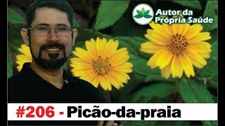 Autor da Própria Saúde  Picãodapraia diabetes inflamação dor cicatrização fígado [upl. by Carrnan]